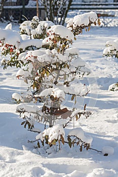 Bush under snow