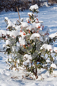 Bush under snow