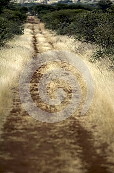 Bush Veld Road