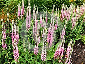 A bush of Veronica longifolia blooming