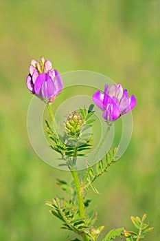 Bush vetch inflorescence