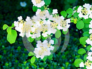 A bush of Viburnum dilatatum white flowers blossoming