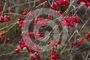 Bush of Viburnum opulus with red berries and without leaves outdoor in autumn