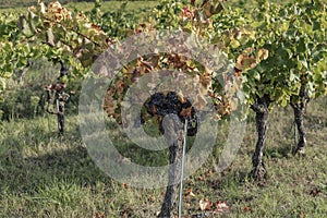 Bush vines in the Autum in the Cotes du Rhone region
