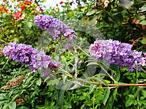 Violet flowers Buddleja davidii or Buddleja photo