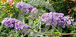 A bush of violet flowers Buddleja davidii