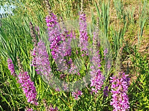 Bush violet lythrum flowers.