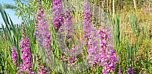 Bush violet lythrum flowers.