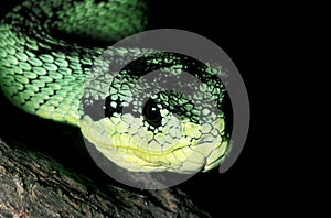 BUSH VIPER atheris nitschei, CLOSE-UP OF HEAD, KENYA