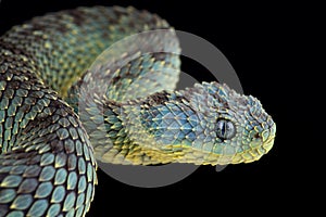 Bush viper Atheris squamigera photo