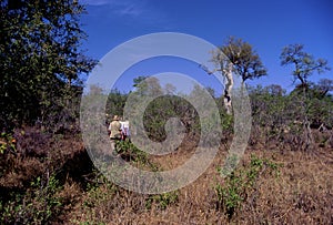 Bush Walk at Ngala Game Reserve  12596