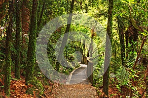 Bush Walkway, Waitomo, Waikato