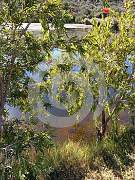 Bush and Water Blend