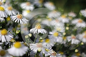 Bush of white asters