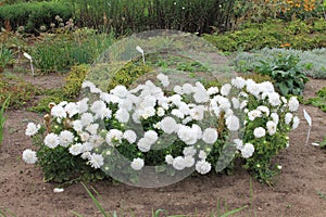 A bush of white asters meets the dawn in a city park. A bush of white asters on an isolated background