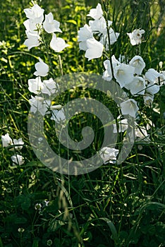 Bush of white bell flowers grow on green grass garden. Selective focus macro shot with shallow DOF