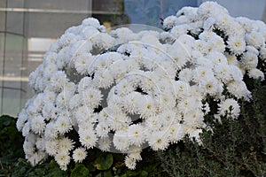 a bush of white blooming chysanthems with herbs and smaller flowers below