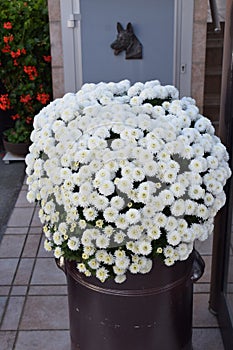 a bush of white blooming chysanthems in an old clay pot