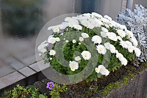 a bush of white blooming chysanthems with a purple flower