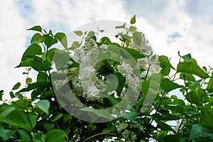 Bush white blooming lilac with green leaves against a blue cloudy sky