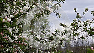 Bush White bush Flowers