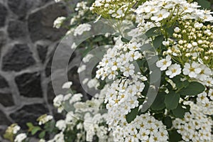 Bush with white flowers hydrangea