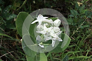 Bush of white Giant Indian Milkweed or Gigantic Swallowwort.