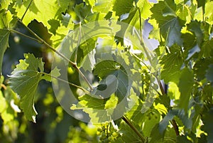 Bush of white grape in sunlight