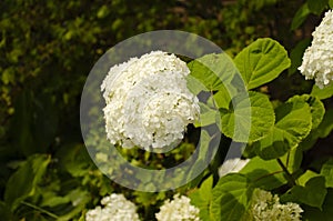 Bush of white hydrangeas. Summer garden. Hydrangeas in bloom