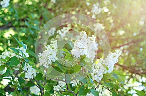 Bush of white lilac on a background of green leaves