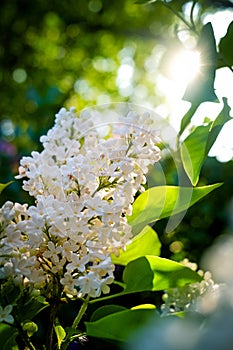 Bush of white lilac glowing in backlight