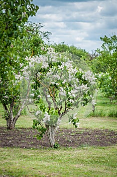 A bush of white lilac in the park.