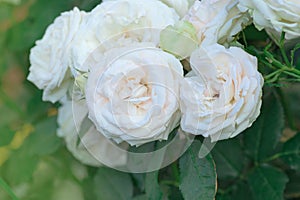 Bush of white roses Eden Rose. White rose flowers