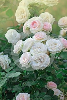 Bush of white roses Eden Rose. White rose flowers