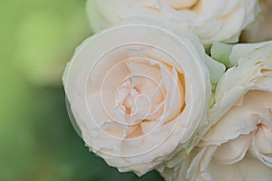 Bush of white roses Eden Rose. White rose flowers