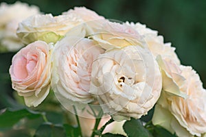 Bush of white roses Eden Rose. White rose flowers