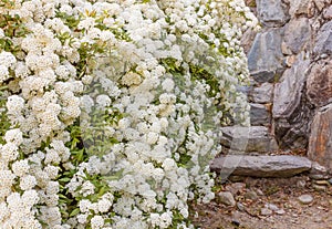 A bush of white spirea flowers