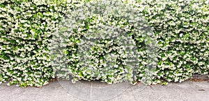 A bush of white Trachelospermum flowers