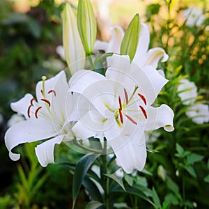 Bush of white varietal lilies, summer garden