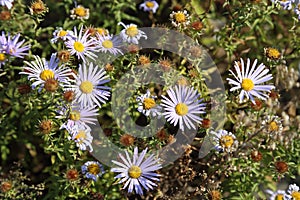 Bush of wild asters