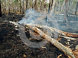 Bush / Wild fire