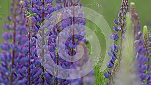 Bush Of Wild Flowers Lupine In Summer Field Meadow Panorama Summer Background. Lupinus, Commonly Known As Lupin Or