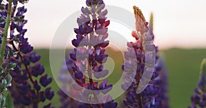 Bush of wild flowers lupine in summer field meadow at sunset sunrise. Lupinus, commonly known as lupin or lupine, is a