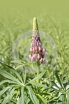 Bush Of Wild Flowers Lupine In Summer Field Meadow At Sunset Sunrise. Lupinus, Commonly Known As Lupin Or Lupine, Is A Genus Of