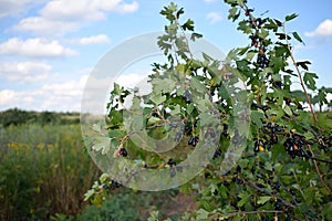 Bush of wild golden currants with berries