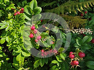 Bush of wild red fruits