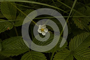 Bush of wild strawberries in the forest. Green strawberries and white flowers on a wild meadow, close-up