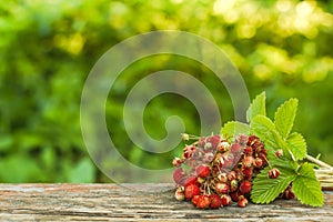 Bush of wild strawberry on a blackboard