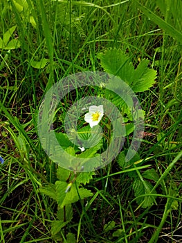 bush of wild strawberry with a flower