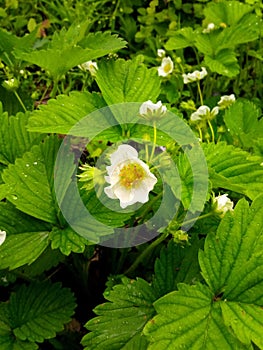 bush of wild strawberry with a flower